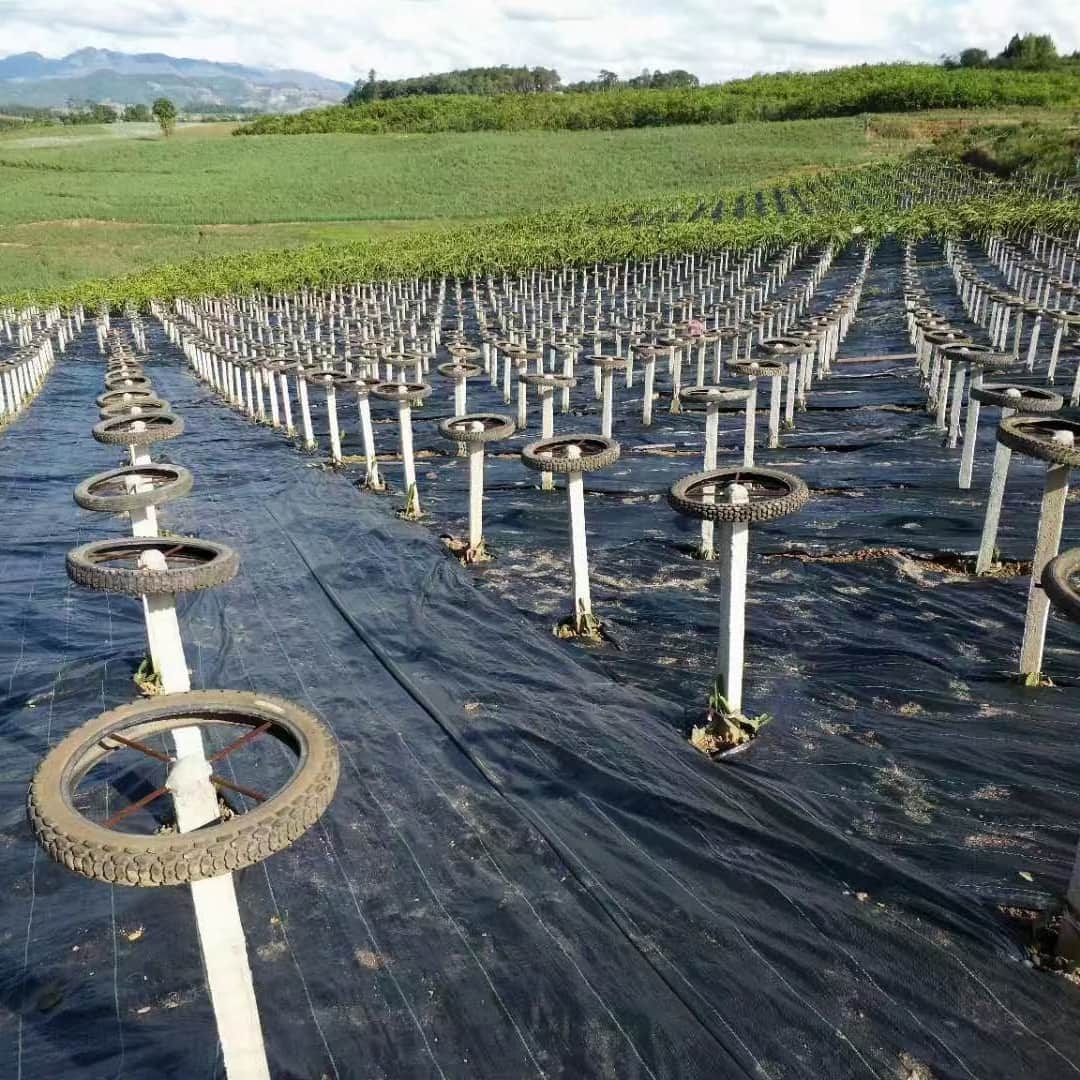 Why Do Common Weed Barrier Fabrics Fail? – A Material Comparison Based on an 8-Year Community Garden Experiment