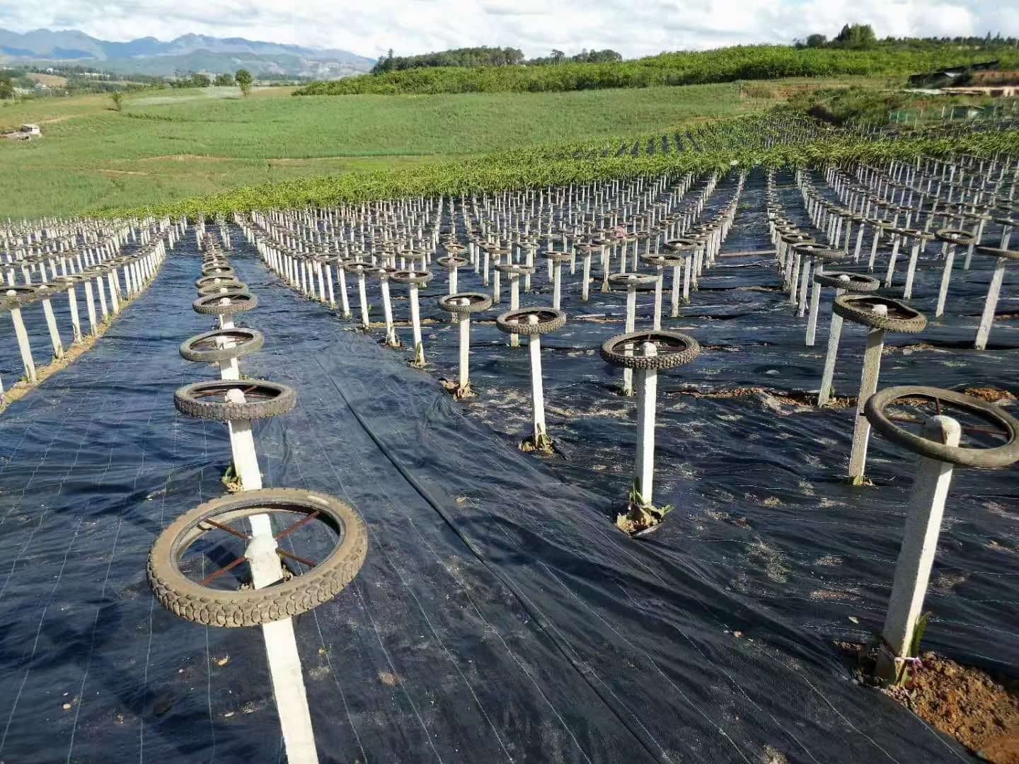 Quy trình sản xuất vải dệt chống cỏ dại